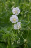 Geranium phaeum. Верхушка расцветающего растения (белоцветковая форма). Республика Алтай, Шебалинский р-н, с. Камлак, Горно-Алтайский ботанический сад, экспозиция. 08.06.2016.