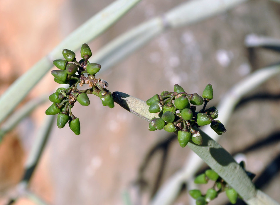 Image of Cissus subaphylla specimen.