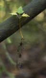 Tilia cordata