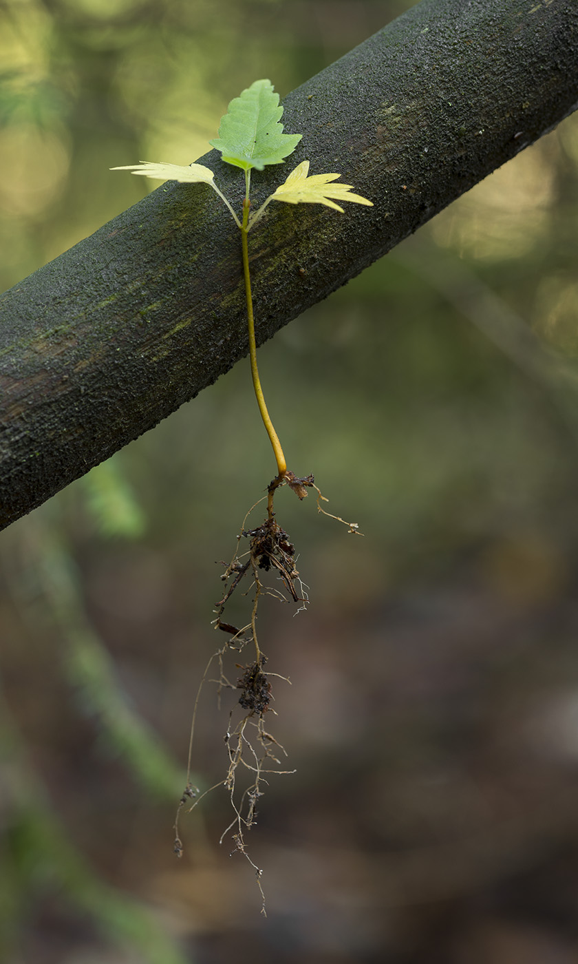Image of Tilia cordata specimen.