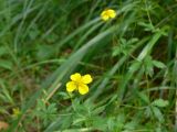 Potentilla erecta. Побеги с цветками и бутонами. Свердловская обл., окр. с. Курганово, Верхнемакаровское вдхр., полянка в смешанном лесу. 11.07.2009.