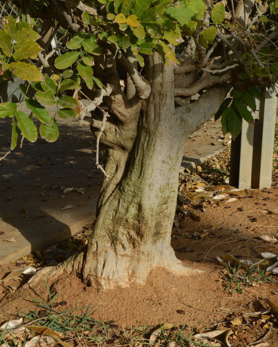 Image of Wisteria sinensis specimen.