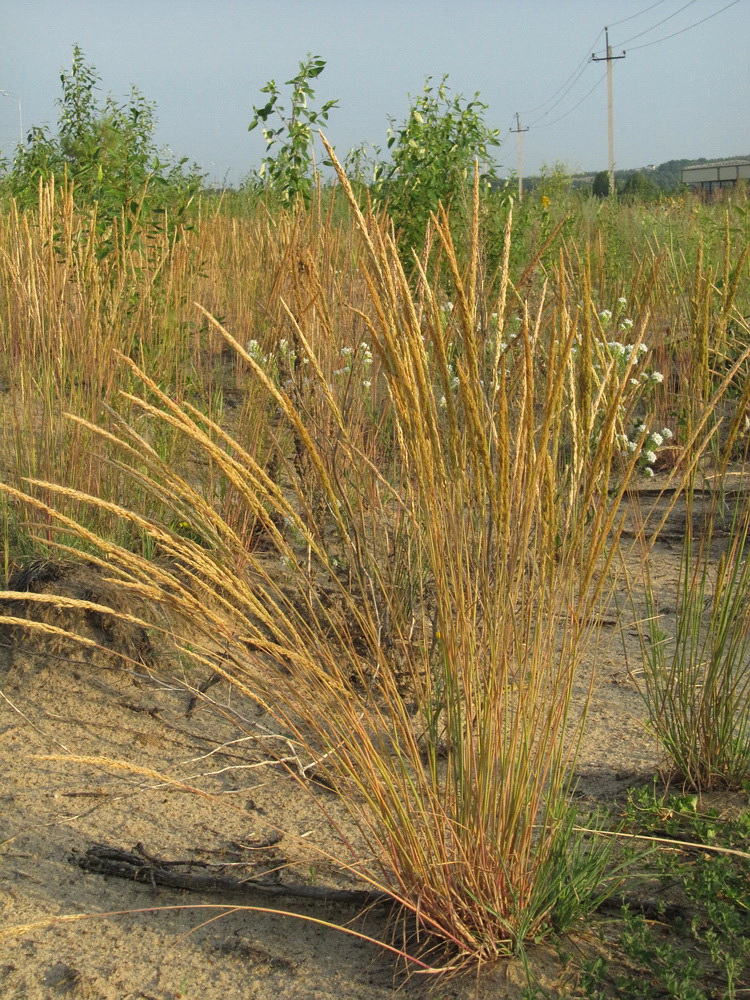 Image of Koeleria sabuletorum specimen.