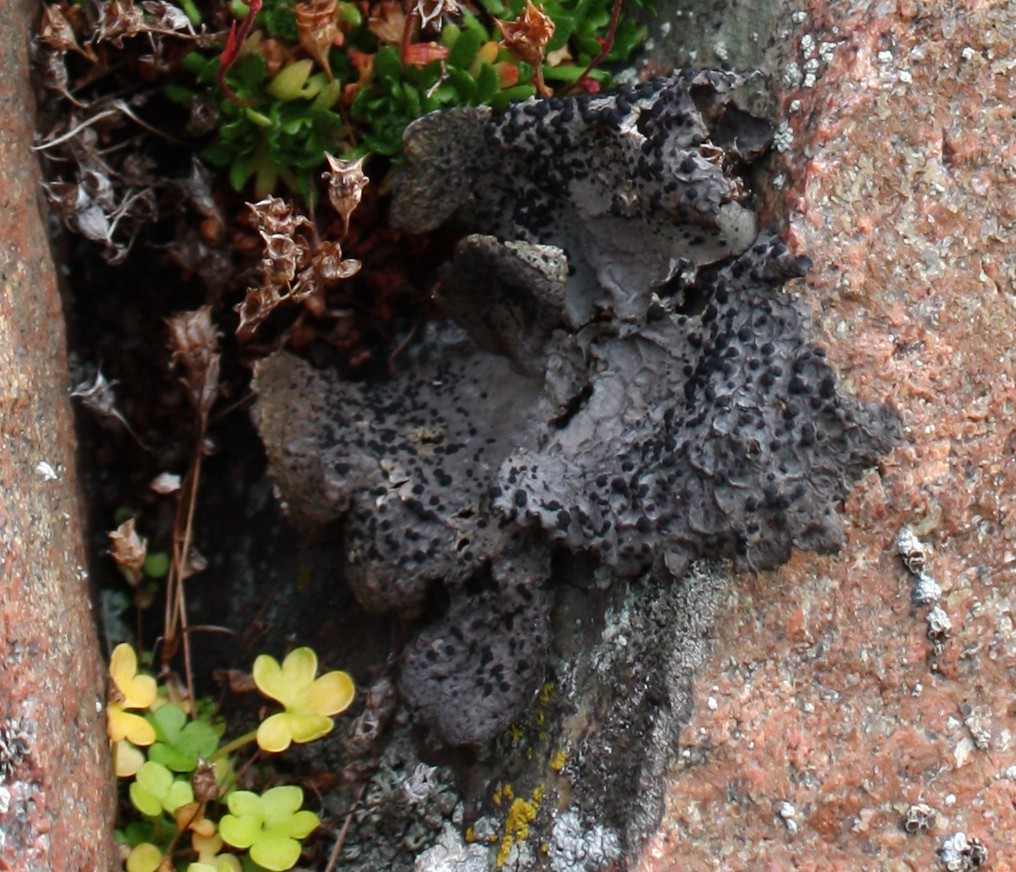 Image of Umbilicaria proboscidea specimen.