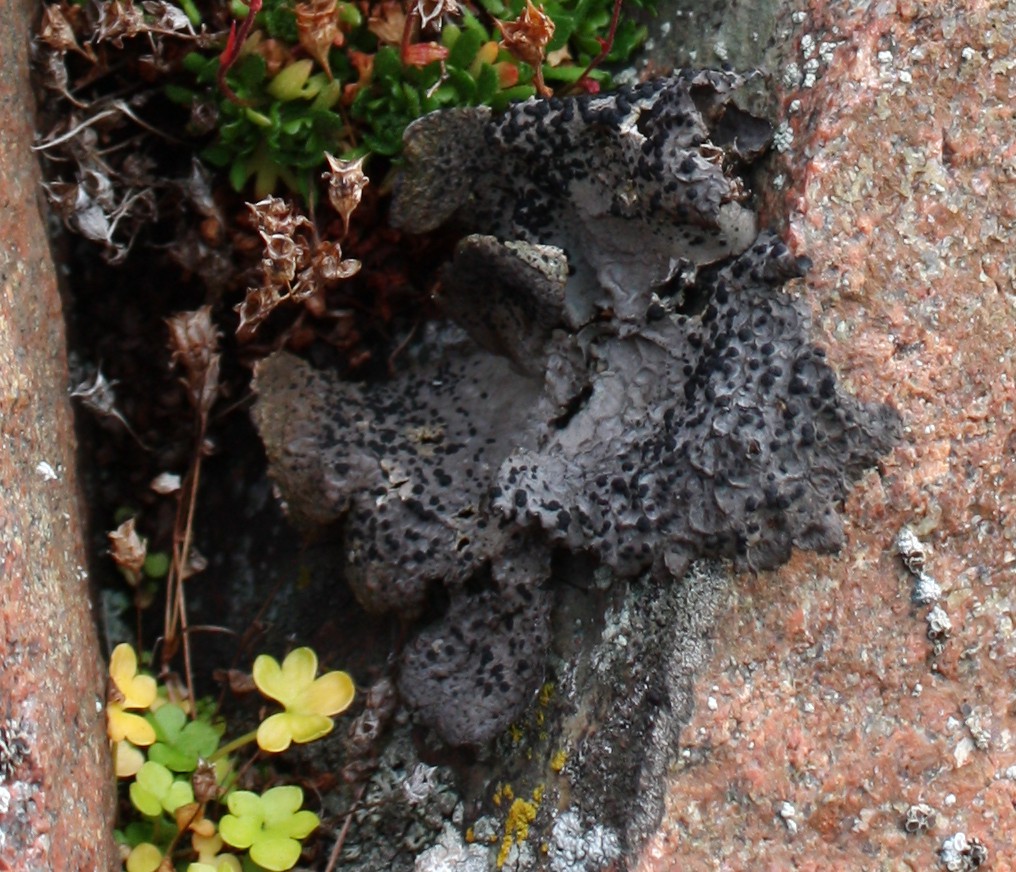 Image of Umbilicaria proboscidea specimen.