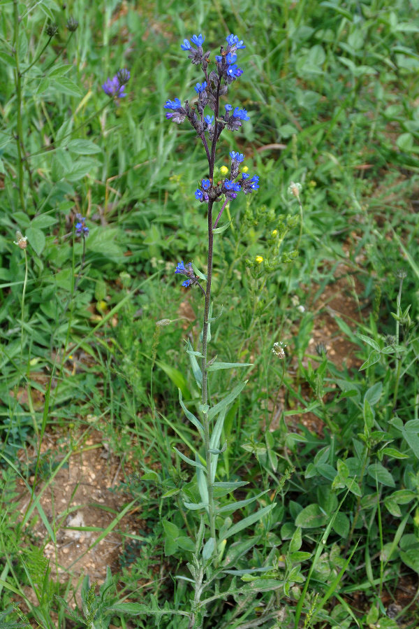 Image of Anchusa leptophylla specimen.