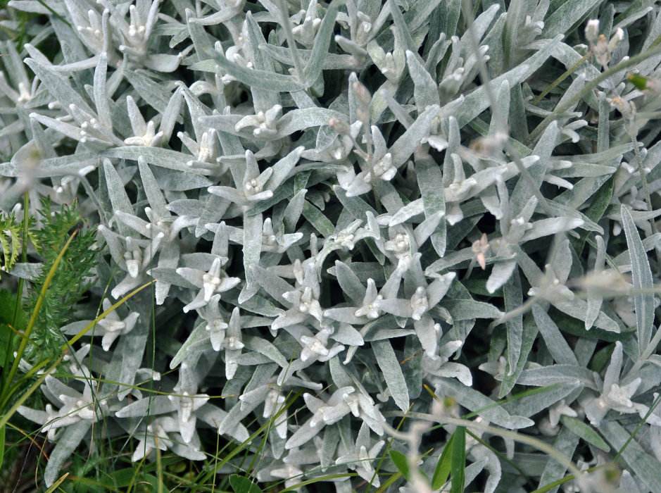 Image of Cerastium biebersteinii specimen.