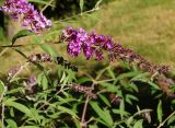 Buddleja davidii