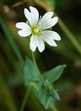 Cerastium davuricum