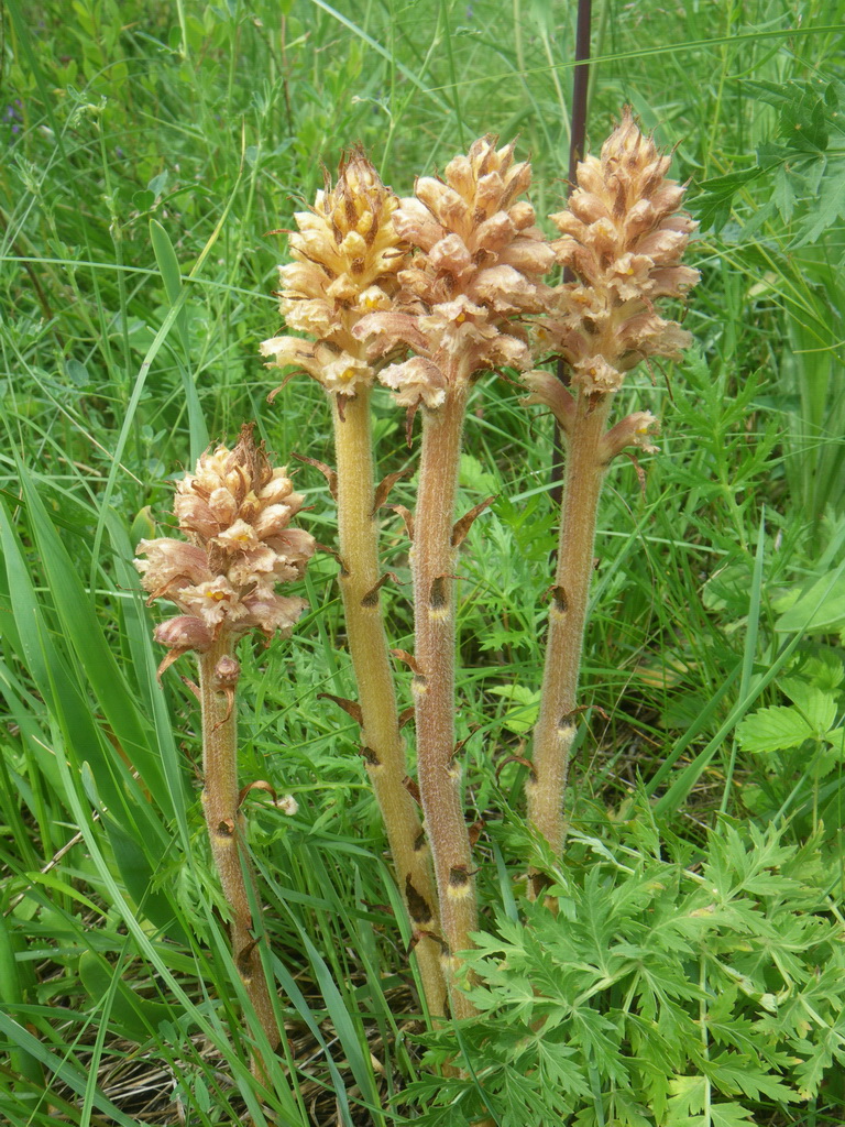 Изображение особи Orobanche alsatica.