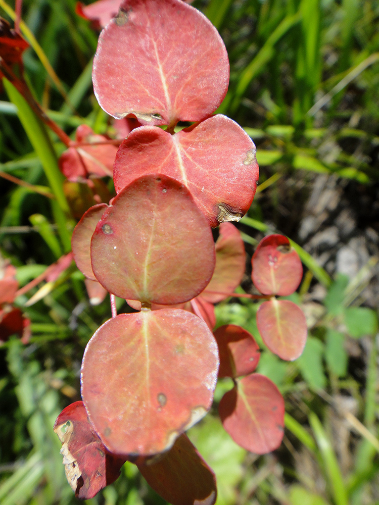 Изображение особи род Euphorbia.