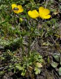 genus Ranunculus