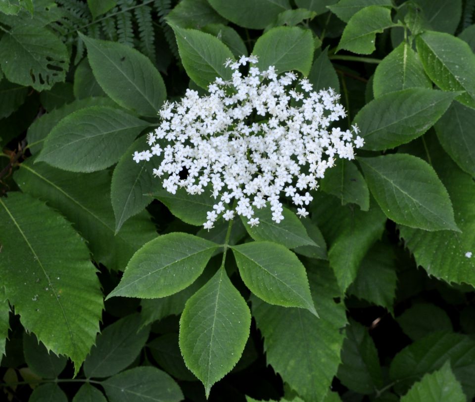 Image of Sambucus nigra specimen.