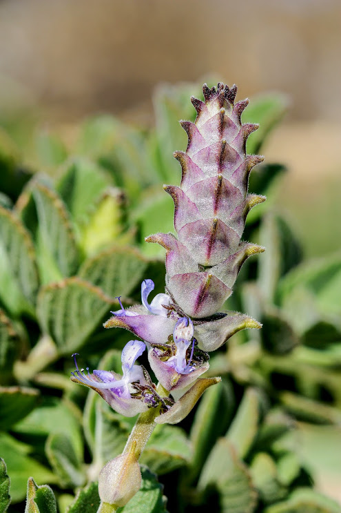 Image of Coleus neochilus specimen.