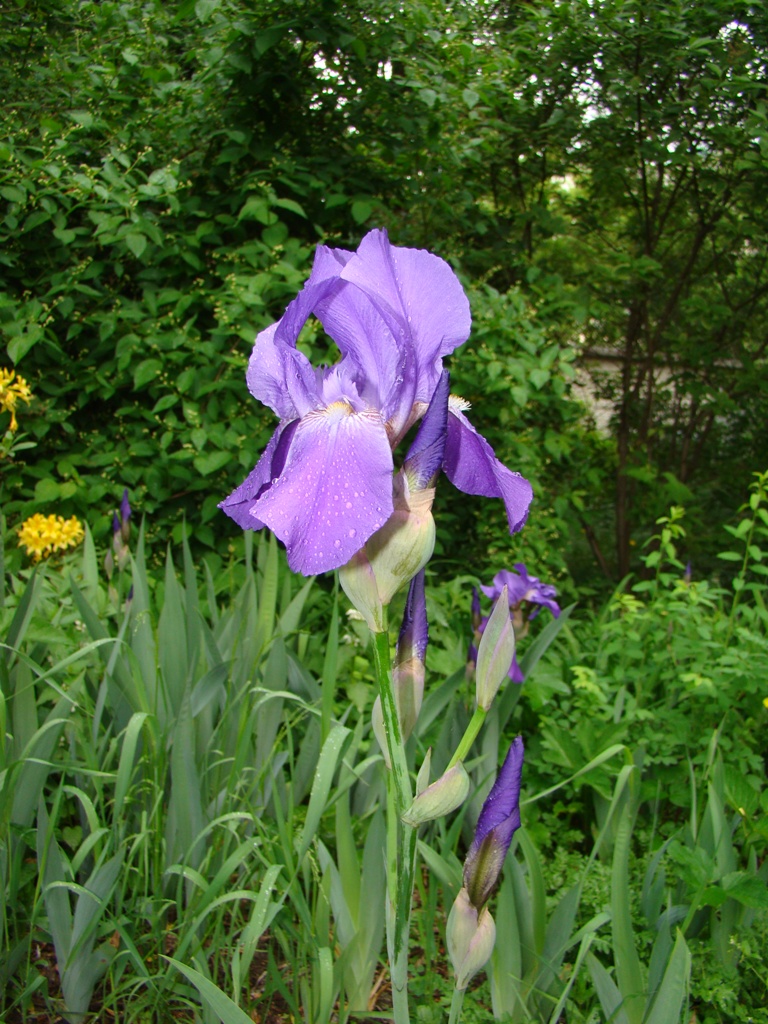 Image of Iris nyaradyana specimen.