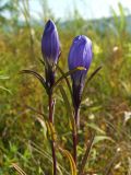 Gentiana triflora