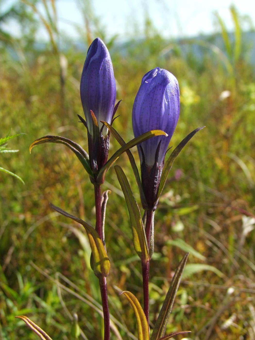 Изображение особи Gentiana triflora.