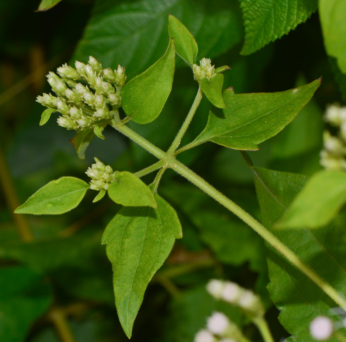 Image of Chromolaena odorata specimen.