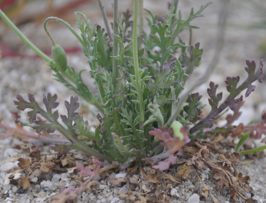 Изображение особи Papaver lecoqii.