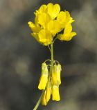 Trigonella spicata
