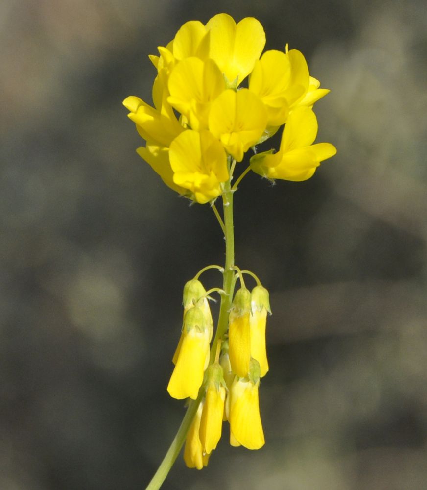 Image of Trigonella spicata specimen.