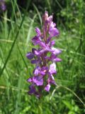 Anacamptis laxiflora ssp. elegans