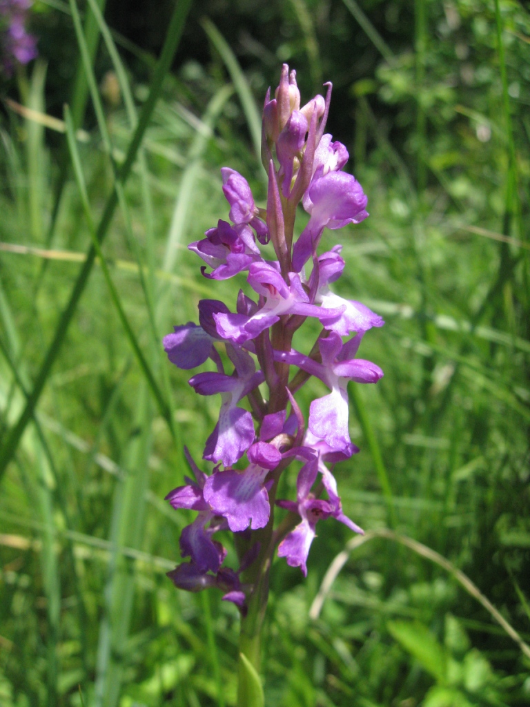 Изображение особи Anacamptis laxiflora ssp. elegans.