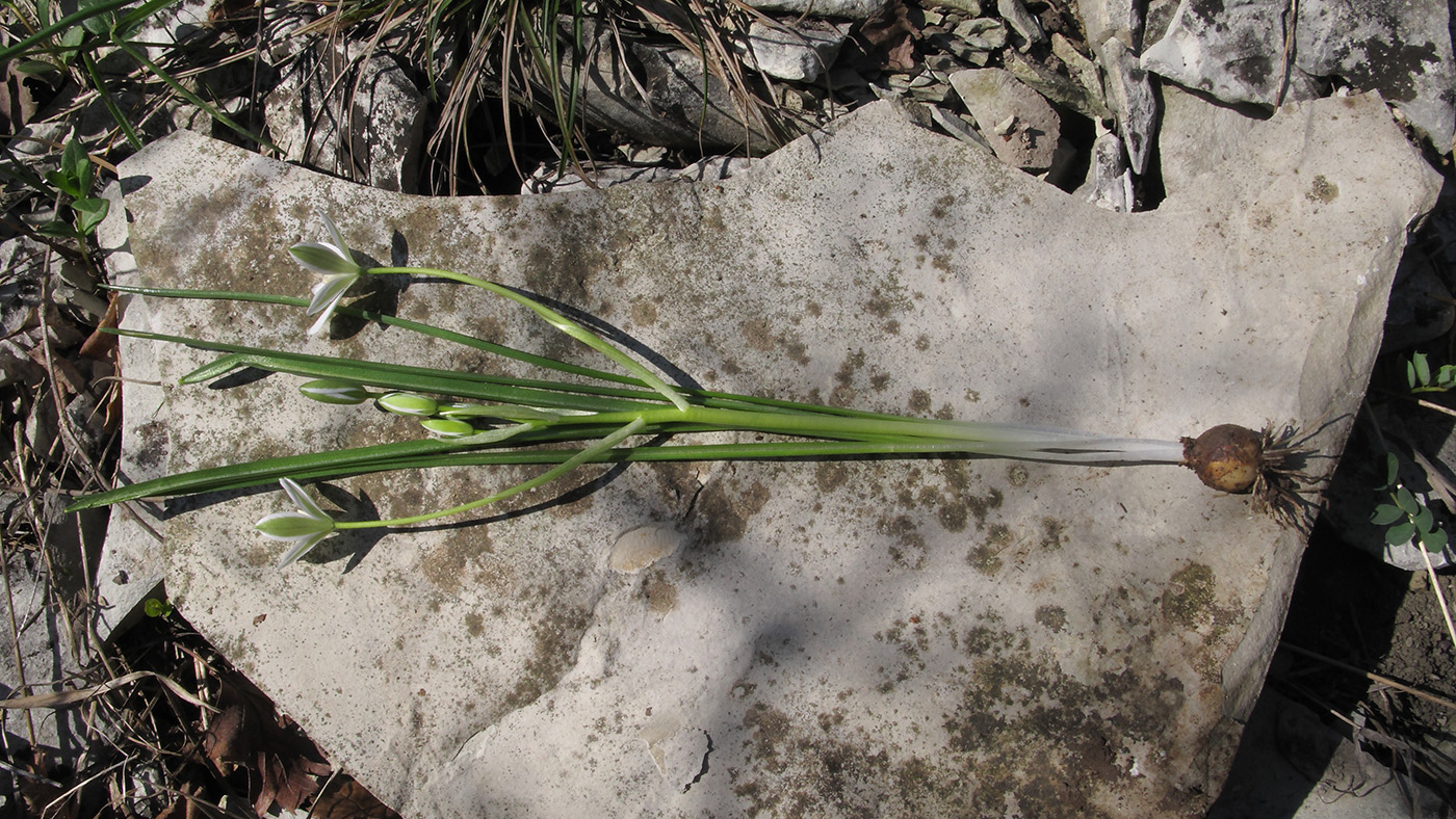 Image of Ornithogalum woronowii specimen.