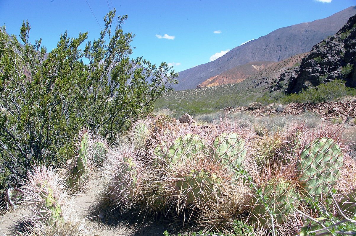 Изображение особи Opuntia sulphurea.