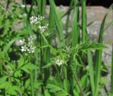 Physocaulis nodosus