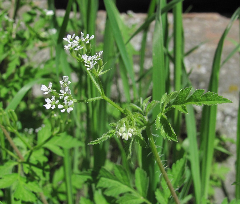 Изображение особи Physocaulis nodosus.