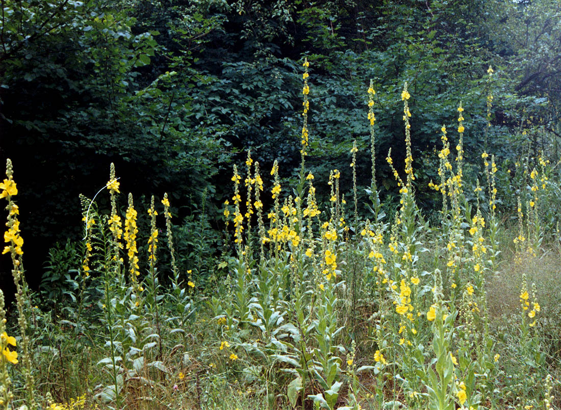 Изображение особи Verbascum densiflorum.