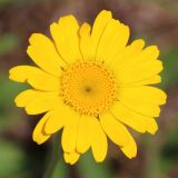 Anthemis tinctoria