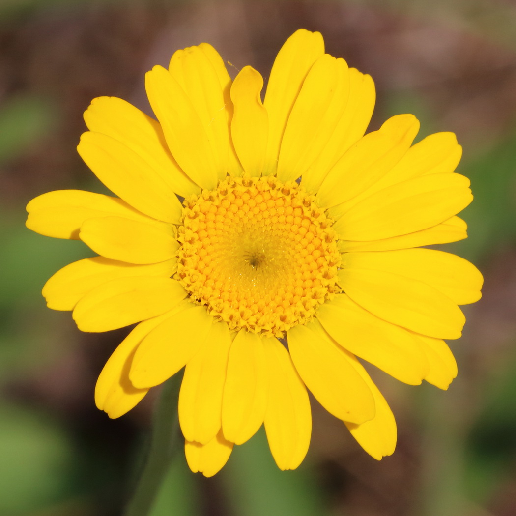 Image of Anthemis tinctoria specimen.