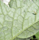 Carduus crispus