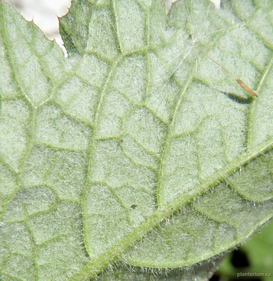 Изображение особи Carduus crispus.