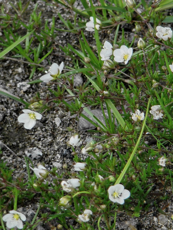 Image of Sagina nodosa specimen.