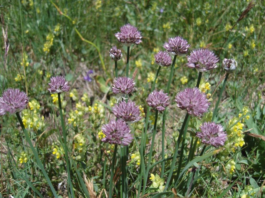 Изображение особи Allium pseudostrictum.