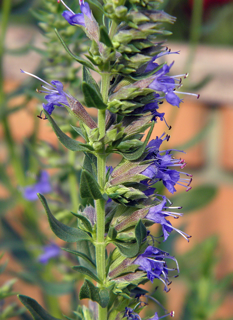 Image of Hyssopus officinalis specimen.