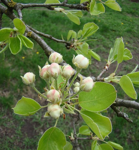 Image of Pyrus pyraster specimen.