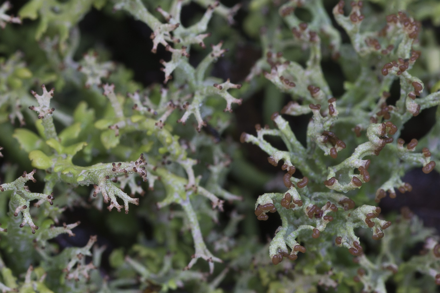 Изображение особи Cladonia furcata.