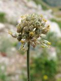 Allium marmoratum