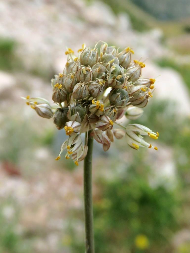 Изображение особи Allium marmoratum.