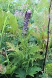 Pedicularis atropurpurea