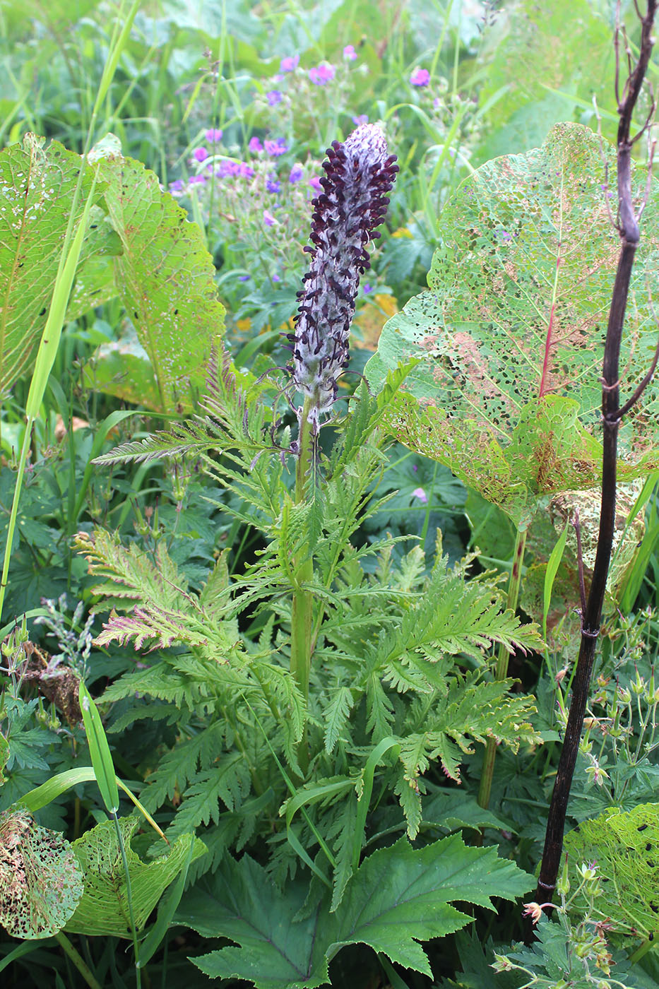 Изображение особи Pedicularis atropurpurea.