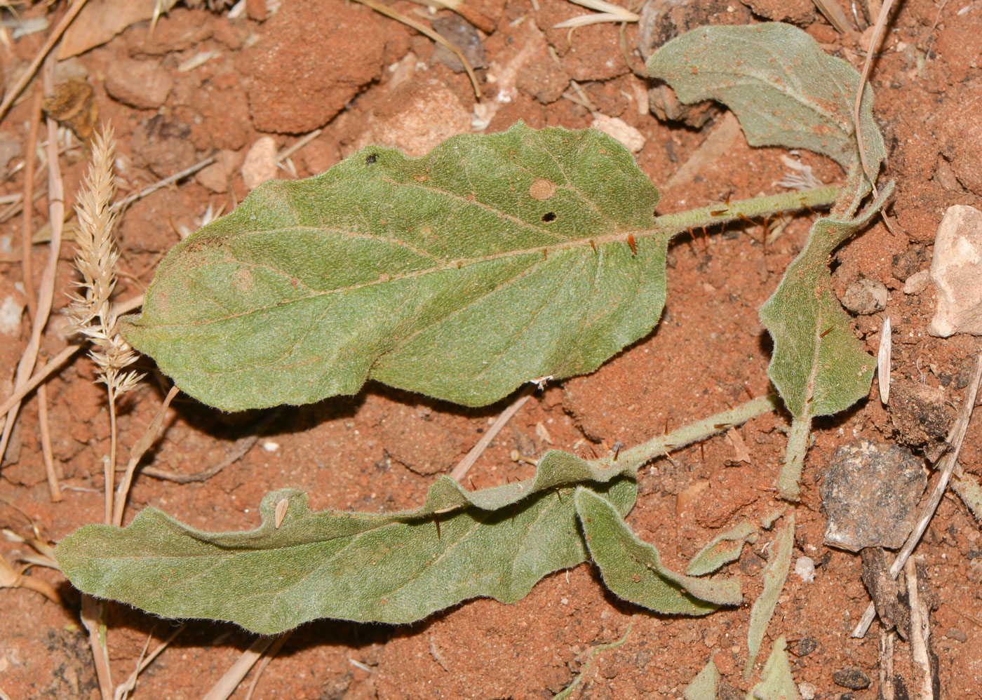 Изображение особи Solanum elaeagnifolium.