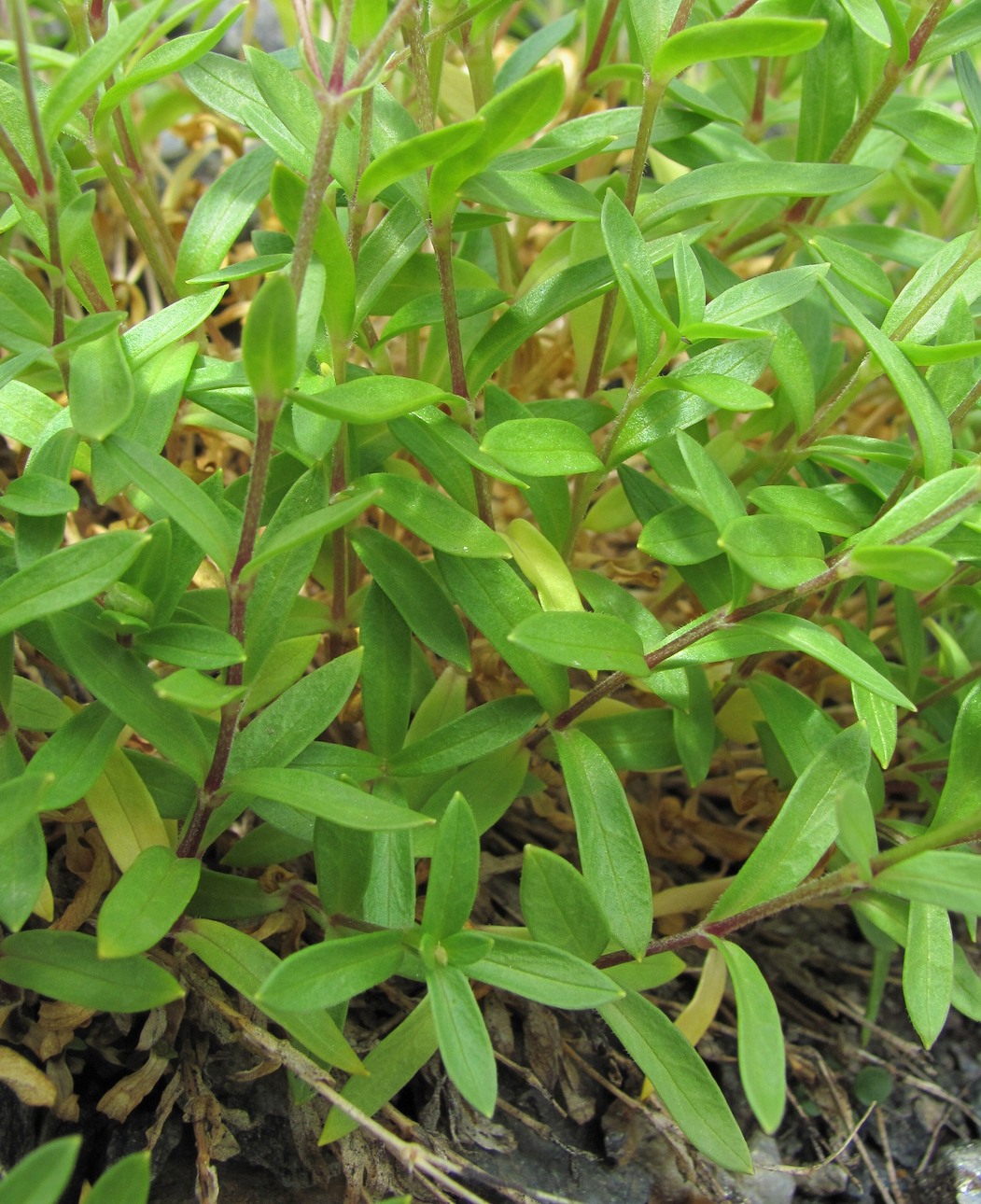 Image of Cerastium polymorphum specimen.