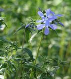 Phlox divaricata