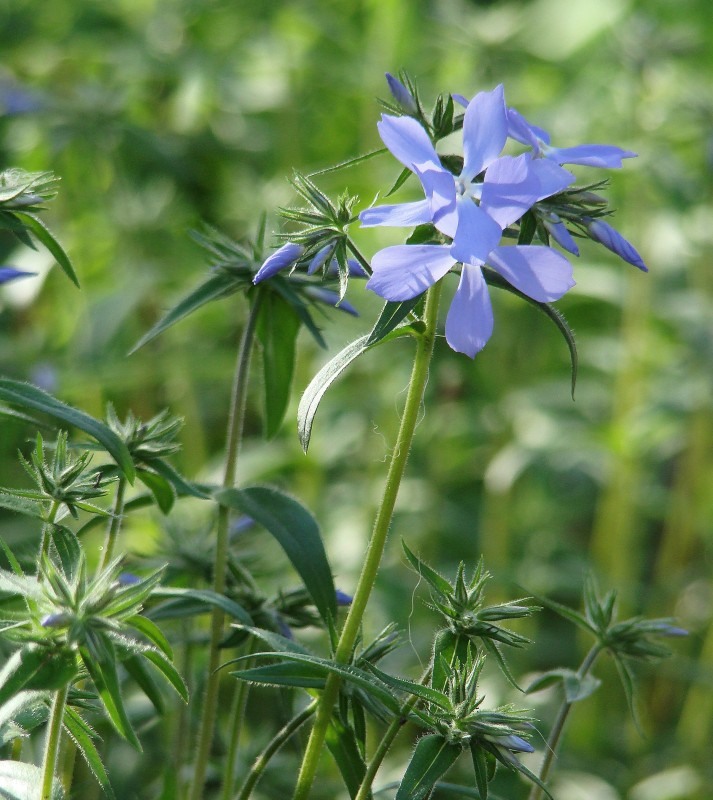 Изображение особи Phlox divaricata.