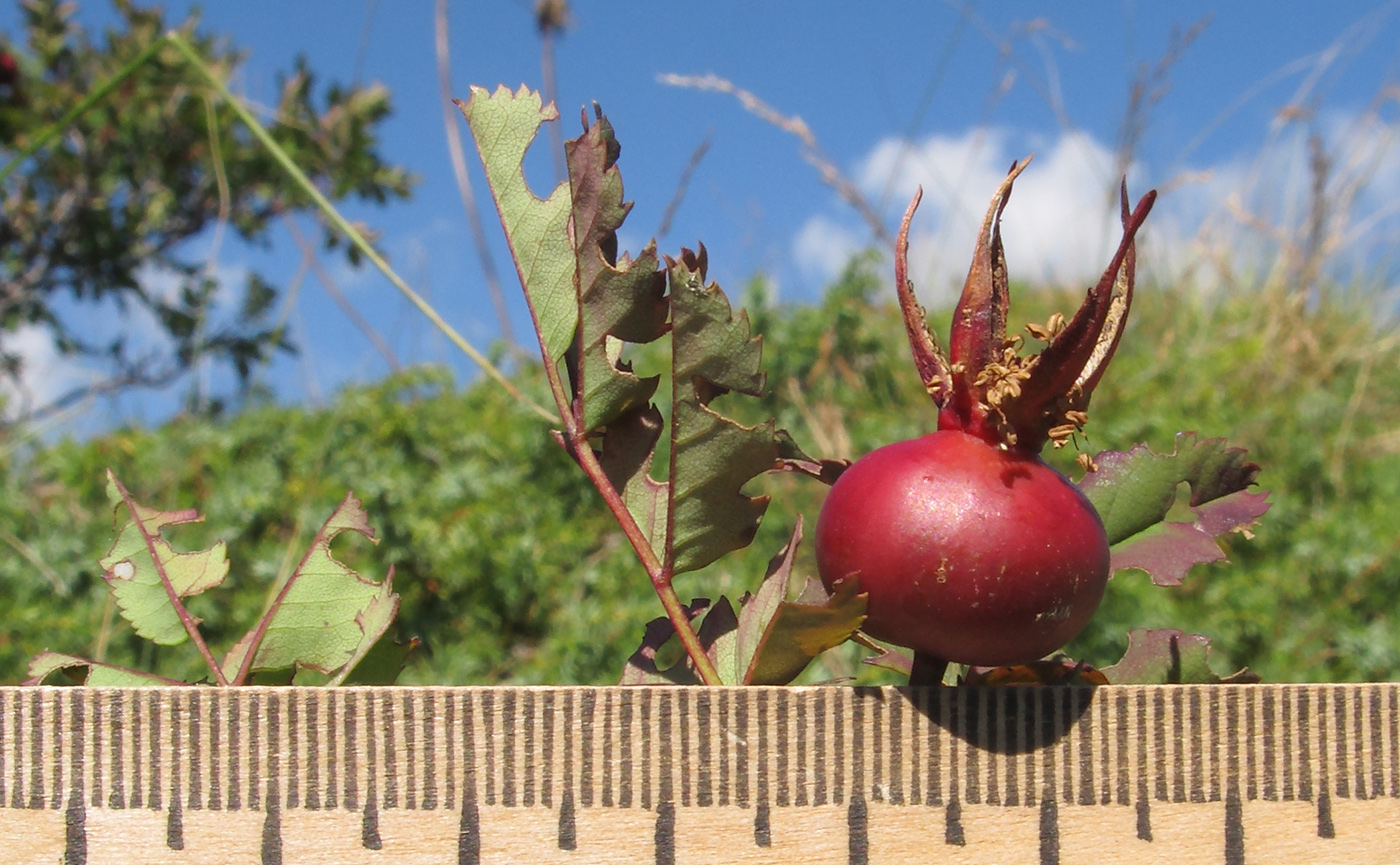 Image of Rosa spinosissima specimen.
